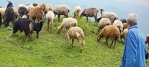 اقتصاد مقاومتی در روستاها جا باز کرد / از دامدار شدن مهندس برق تا رونق بازار فرش بافی