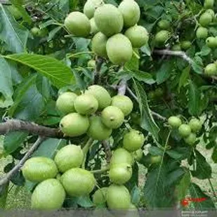 ۲۱ هزار تن گردو در لرستان تولید می&zwnj;شود