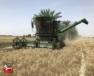 برداشت گندم ازمزارع تنگستان
