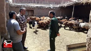 بازدید جانشین سپاه ناحیه شاهرود از واحد دامی تکثیر نژادی