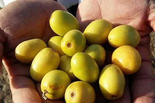 ۲ هزار تن میوه گرمسیری کُنار در سیستان و بلوچستان برداشت شد