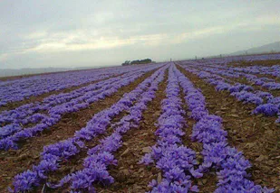 برای اولین بار در روستاهای هدف قرارگاه، زعفران کشت و برداشت شد