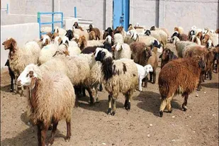 احیای واحدهای راکد دامداری در استان همدان