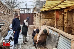 ارائه خدمات دامپزشکی رایگان به دامداران به همت پایگاه شهید بهشتی ملایر