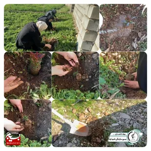 به مناسبت گرامیداشت ایام الله دهه مبارک فجر کاشت ۴۰۰ نهال در ایذه
