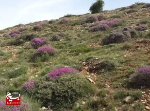 ممنوعیت بهره&zwnj;برداری و برداشت غیرمجاز از مراتع وگیاهان دارویی در استان سمنان