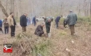 کاشت یکهزار و ۵۰۰ اصله درخت در مهربان رود رستمکلا