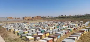 آمارگیری زنبورستان&zwnj;های تبریز پایان&nbsp;یافت/تولید سالانه &nbsp;۶۱۸ تن عسل &nbsp;در شهرستان تبریز