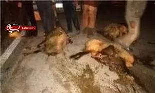 40 راس دام در برخورد تریلی با گله گوسفندان در شاهرود تلف شد