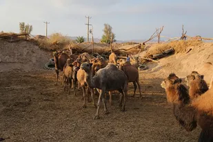 ۸۵۰۰ شغل برکت در سرزمین شگفتی&zwnj;ها
