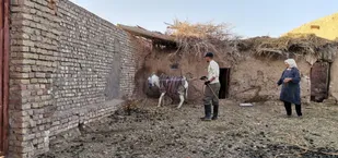 سم پاشی دام و آغل&zwnj;های روستای دستجرد بیارجمند+ تصاویر