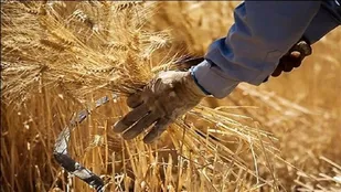 خرید بیش از ۴۵ هزار و ۷۳۶ تن گندم در آذربایجان شرقی