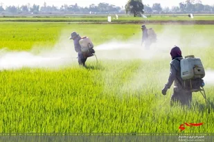 کم&zwnj;آبی کشاورزی استان اردبیل را تهدید می&zwnj;کند