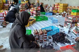 روزهای پایانی برداشت خرمای ١٣ هزار هکتار از نخلستانهای بارور سراوان