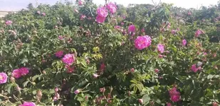 پیش&zwnj;بینی برداشت ۱۲۰ تن گل محمدی در شاهرود