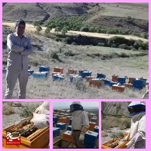 شهید شیرین کارآفرینی و ایجاد شغل با پرورش زنبور عسل