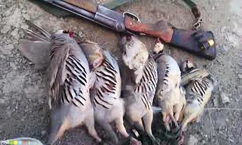 شکارچیان غیرمجاز در هلن دستگیر شدند