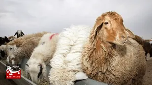 دستگیری سارقان احشام در بیله&zwnj;سوار