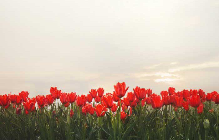 چرا از شهدا می‌نویسیم