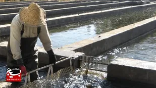 بانک اطلاعاتی جامع مزارع پرورش ماهی در اردبیل ایجاد می&zwnj;شود