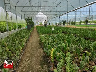 بازدید فرمانده سپاه شهرستان بابل از مزرعه کارآفرین گلخانه، نهال و قارچ در روستای دریکنده