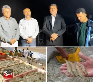 آغاز عملیات ذخیره سازی لارو میگو در هندیجان