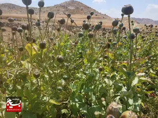مزرعه خشخاش در باغملک کشف شد