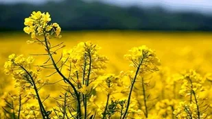 گل دهی بیش از ۸۵ هکتار از مزارع کلزا در جلفا