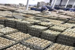 کشف بیش از ۹تُن تخم مرغ قاچاق در مرز سیستان و بلوچستان