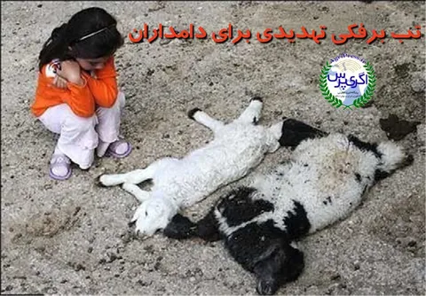 «تب برفکی» بر زندگی دامداران سایه گسترانده است