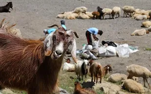 اعتبار موجود برای مقابله با تب مالت در استان لرستان کافی نیست