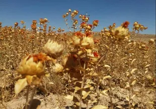آغاز برداشت گلرنگ دیم از اراضی شهرستان لردگان