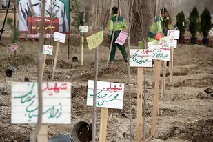 3535نهال غرس شده استان زنجان به نام شهدای زنجان مزین شد