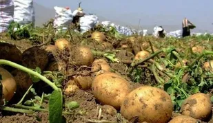 هیأتی&zwnj;ها با خرید ۳۳ تن سیب&zwnj;زمینی به کمک کشاورز اهل سنت بیجاری آمدند