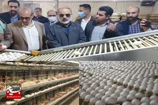 رشد ۹۸ درصدی تولید تخم&zwnj;مرغ در سیستان و بلوچستان