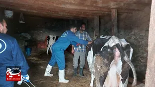 رزمایش جهادی واکسیناسیون سراسری دام و طیور در هزارجریب بهشهر + تصاویر