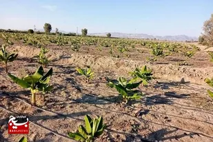 اجرای ۱۷۰ طرح توسعه&zwnj;ای بخش کشاورزی در شهرستان زرخیز زرآباد