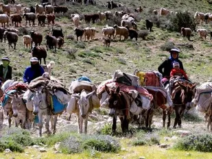 کوچ عشایر به مناطق ییلاقی آغاز شده است