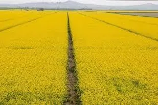 آغاز خرید تضمینی دانه&zwnj;های روغنی کلزا در زنجان