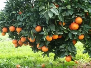 پیش&zwnj;بینی برداشت بیش از ۷۵ هزار تن مرکبات از باغات دزفول