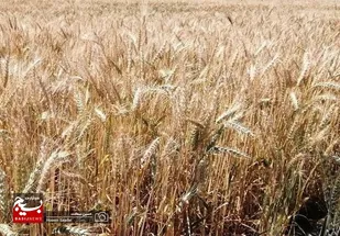 برداشت ۱۵۰ هزار تن گندم در استان بوشهر