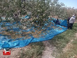 آغاز برداشت پسته از باغ های شهرستان مه ولات