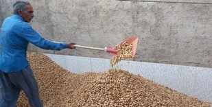 کوهبنان قطب تولید گیاهان دارویی است