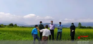 طرح بسیج همگام با کشاورز در ۵۰ روستای چالوس در حال اجرا است