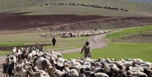 اجرای طرح بی&zwnj;نیازی از واردات گوشت قرمز با کمک عشایر/ پشتیبانی امنیتی بسیج از مسیر کوچ