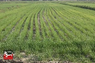 کشت ۱۸۵۰ هکتار گندم در شهرستان تفتان
