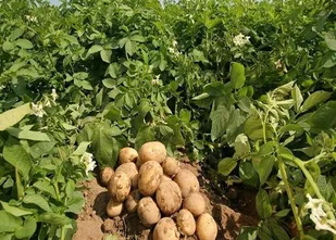 تولید سالانه 4 هزارو 300 تن سیب زمینی در استان ایلام