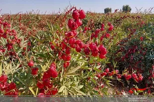 برداشت ۶۴۰ تن چای ترش در سیستان وبلوچستان