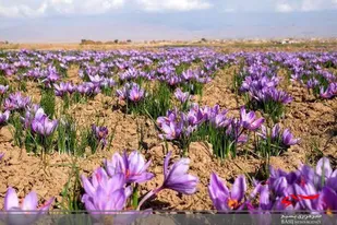 اشتغالزایی ۹هزار نفری کشت زعفران در آذربایجان&zwnj;غربی