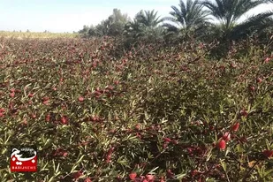 &laquo;دلگان&raquo; قطب تولید چای ترش کشور نیازمند ایجاد صنایع فرآوری